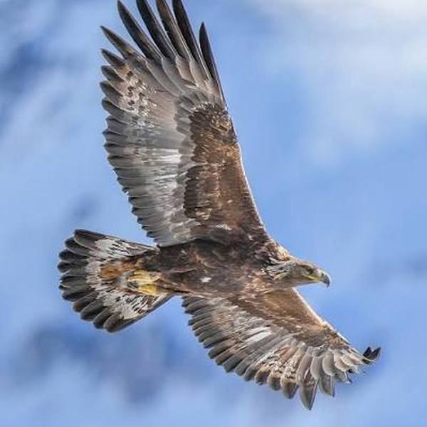 L'Aigle