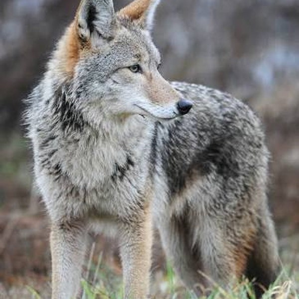Le Coyote