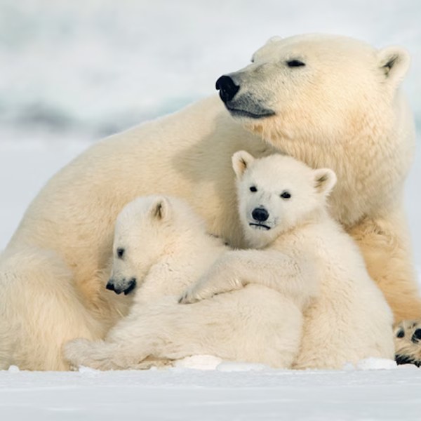 L'Ours